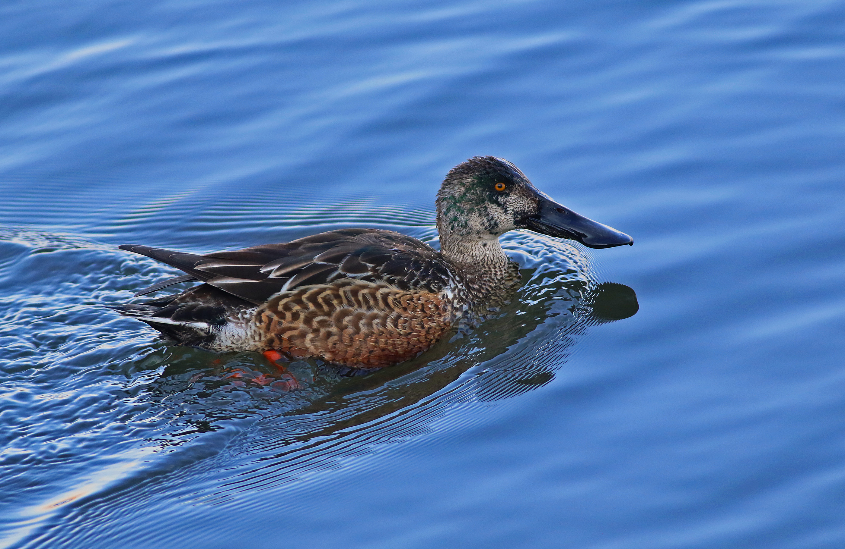 Northern Shoveler — Ana fotoğraf